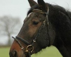 Zuchtstute Rêve du Matin (Trakehner, 2004, von Acartenango)