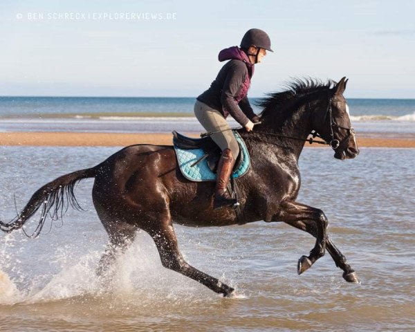 broodmare Light of Midnight (Trakehner, 2017, from Best Before Midnight)