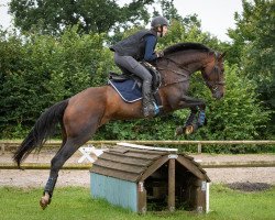 dressage horse Limited Edition 99 (Hanoverian, 2016, from Buckingham)