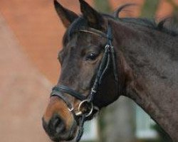 broodmare Teberda (Trakehner, 1993, from Tarino)