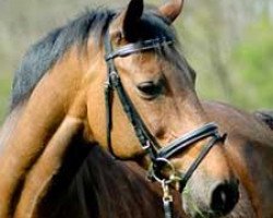 broodmare Cahuna (Holsteiner, 1989, from Caletto I)