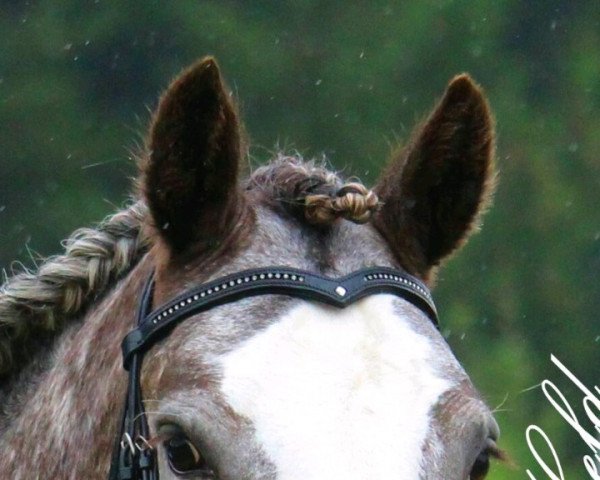 Springpferd Moon Shadow II (Irish Sport Horse, 2010)