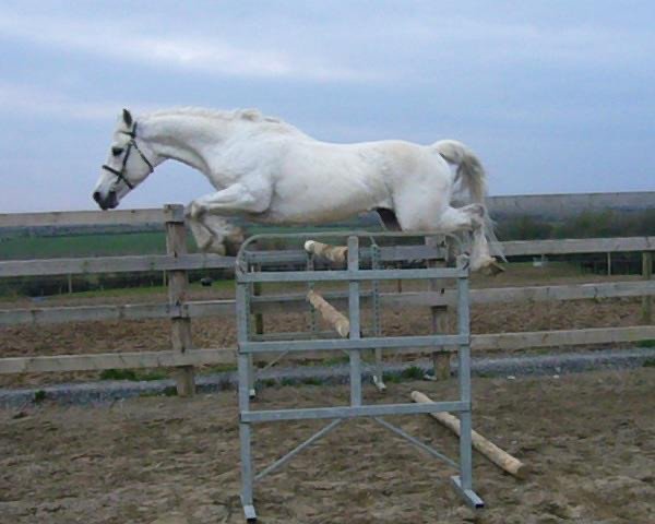 stallion Kilmullen Fionn (Connemara Pony, 1993, from Abbeyleix Fionn)