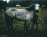 Zuchtstute Ashfield Rusheen Pride (Connemara-Pony, 1970, von Atlantic Storm)