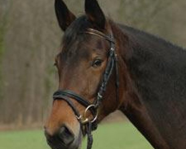 broodmare Obninskaja R. (Trakehner, 2002, from El Greco)