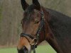 broodmare Obninskaja R. (Trakehner, 2002, from El Greco)