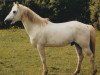 stallion Ashfield Sparrow (Connemara Pony, 1973, from Carna Bobby)