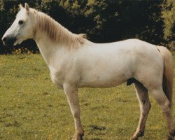 stallion Ashfield Sparrow (Connemara Pony, 1973, from Carna Bobby)