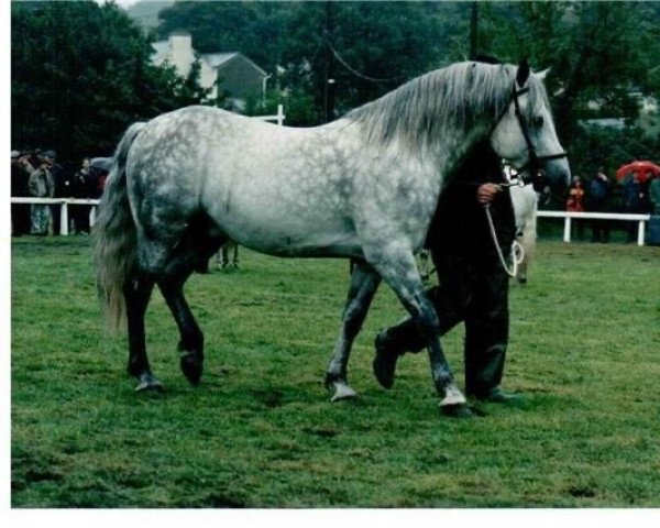 stallion Smokey Duncan (Connemara Pony, 1987, from Westside Frank)