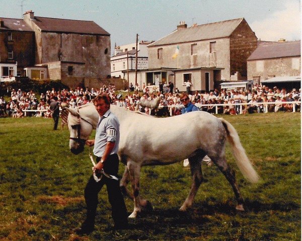 stallion Murphy Rebel (Connemara Pony, 1976, from Rebel Wind)