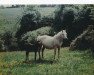 Zuchtstute Roundmount (Connemara-Pony, 1966, von Carna Dun)