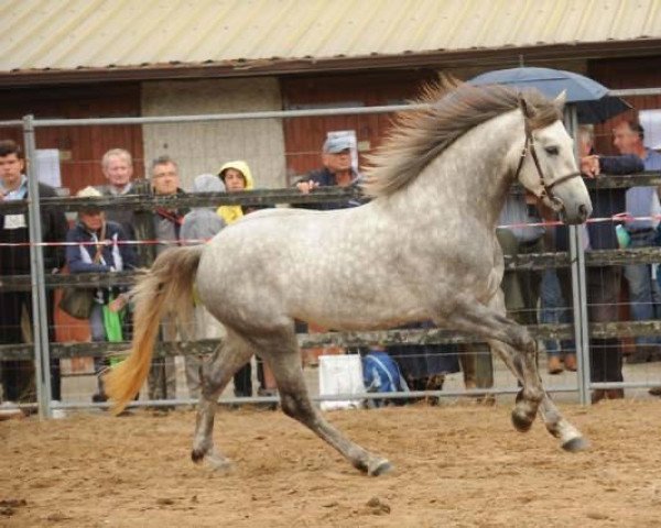 dressage horse Rosedale Casper (Connemara Pony, 2016, from Turloughrevagh Star)