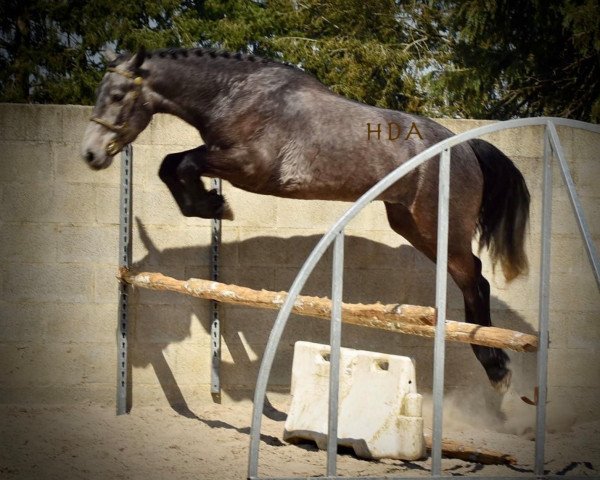 dressage horse Woodpark Alfie (Connemara Pony, 2016, from Turloughrevagh Star)