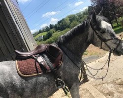 dressage horse Anbally Fionn (Connemara Pony, 2015, from Turloughrevagh Star)