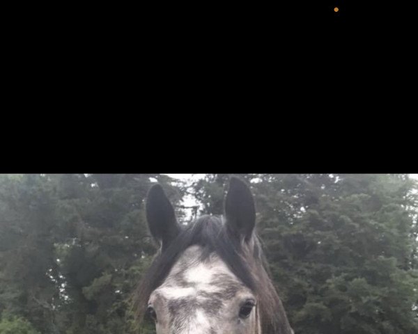 dressage horse Baylin Boy (Connemara Pony, 2016, from Turloughrevagh Star)