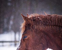 horse Leandro (Freiberger, 2015)