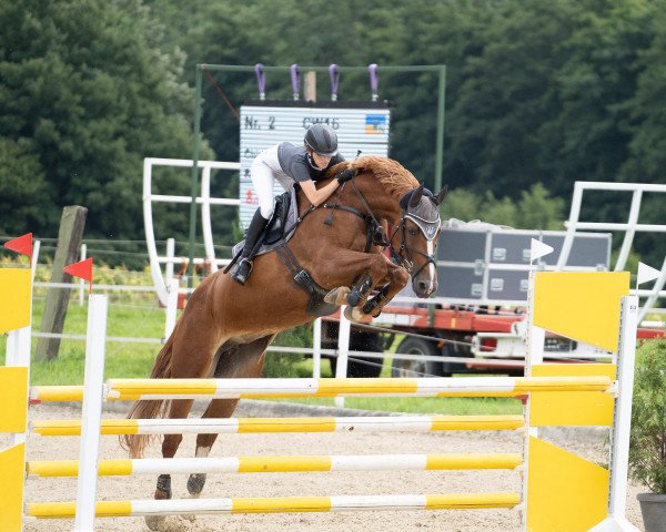 Springpferd Royal Flash de Prissey (Ungarisches Warmblut, 2012, von Flash de Prissey)