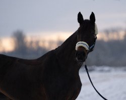 broodmare Pauline 394 (Oldenburg show jumper, 2007, from Contender)