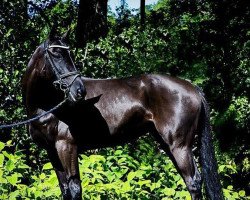 horse Goldengrove Tinkerbell (Welsh Partbred, 2009, from Holyoake Czar)