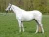 Zuchtstute Dream Dance R (Trakehner, 1999, von Abdullah)