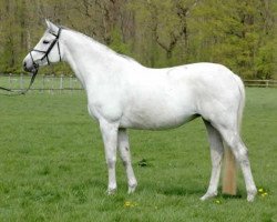 Zuchtstute Dream Dance R (Trakehner, 1999, von Abdullah)