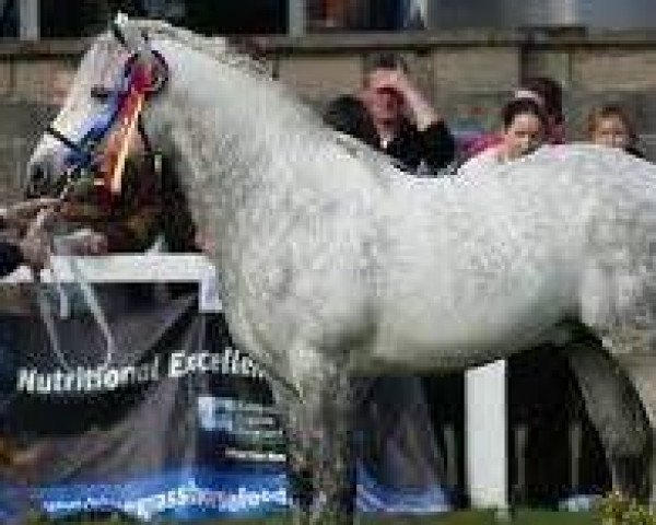 stallion Castleside Tigue (Connemara Pony, 1996, from Gorteen Boy)