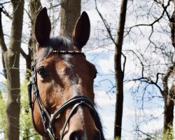 jumper Funkelstern 4 (Hanoverian, 2012, from Floratio)