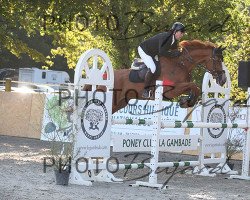 jumper Fletcher (KWPN (Royal Dutch Sporthorse), 2010, from Carthino Z)