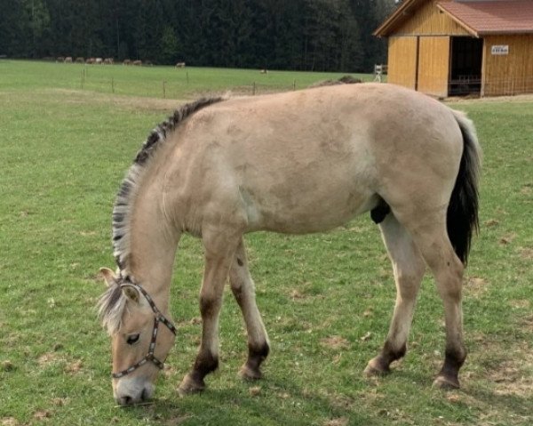 dressage horse Kilian (Fjord Horse, 2019, from Kelvin)