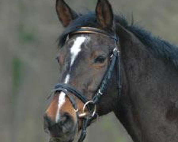 broodmare Visitka (Trakehner, 1993, from Tesis)