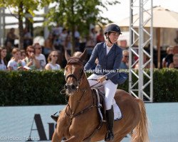 Springpferd Elselina (KWPN (Niederländisches Warmblut), 2009, von Carthino Z)