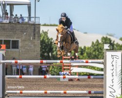 broodmare Flaire (KWPN (Royal Dutch Sporthorse), 2010, from Carthino Z)