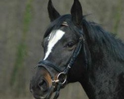 broodmare Serbija (Russian Trakehner, 1992, from Blesk)