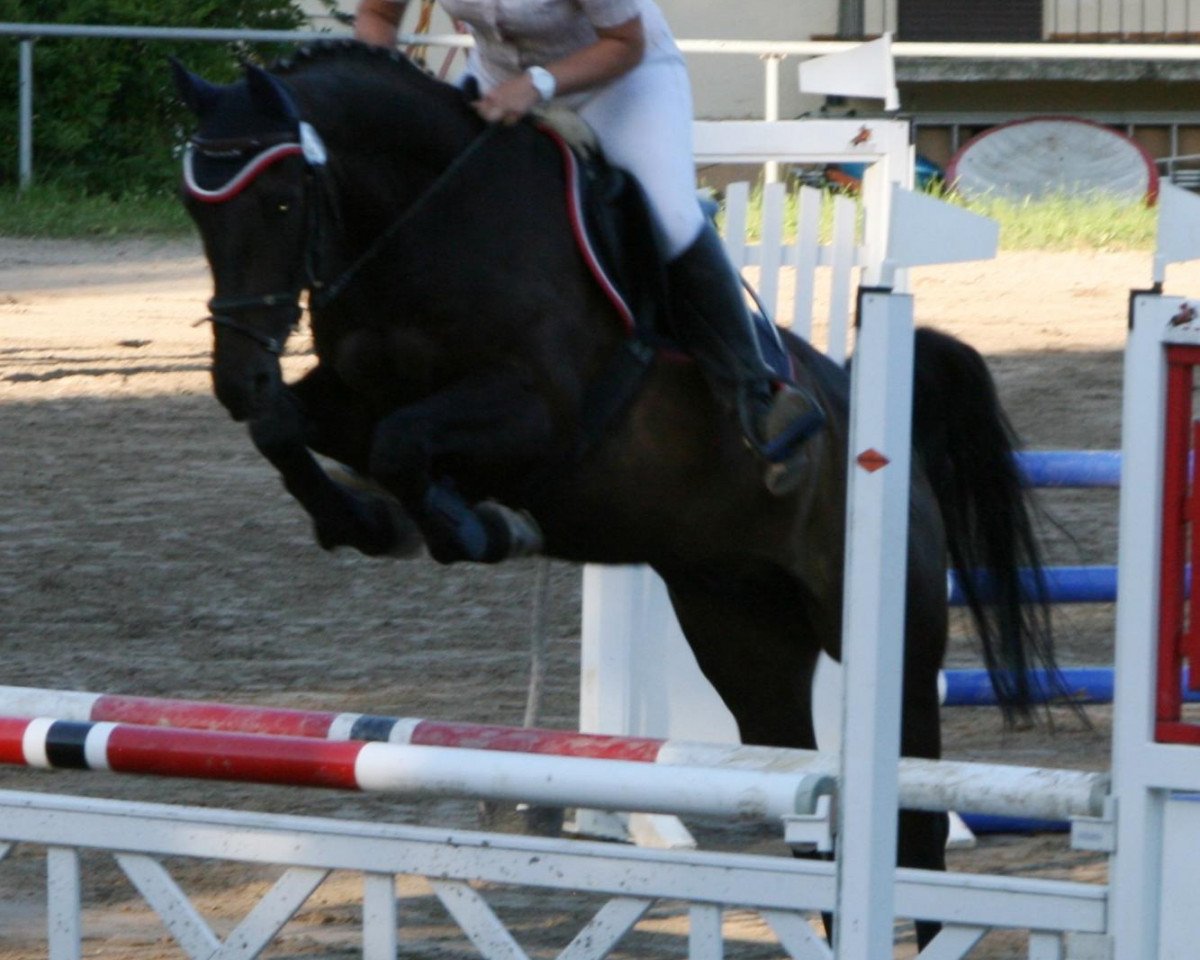 jumper Axor D (Oldenburg, 2001, from Abakarde)