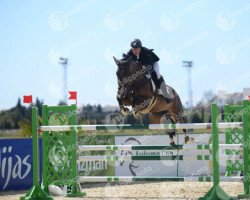 jumper Evergo (KWPN (Royal Dutch Sporthorse), 2009, from Carthino Z)