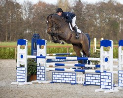 jumper Floyd O (KWPN (Royal Dutch Sporthorse), 2010, from Carthino Z)