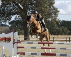 jumper Diva B (KWPN (Royal Dutch Sporthorse), 2008, from Carthino Z)