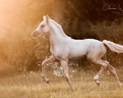 dressage horse Constars Biscottina (German Riding Pony, 2021, from Soel'rings Cuvee)