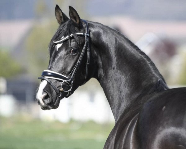 dressage horse Sa Coma S (Oldenburg, 2018, from Santo Domingo)