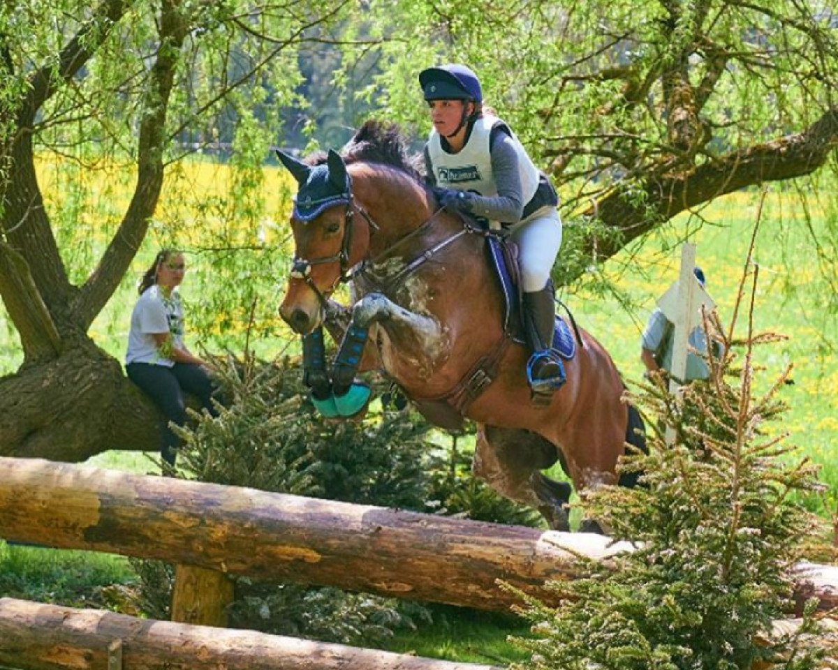 jumper Farthino H (KWPN (Royal Dutch Sporthorse), 2010, from Carthino Z)