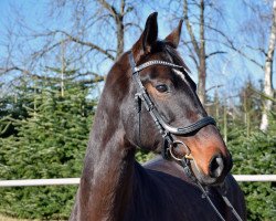 jumper Fräulein Glotz (German Sport Horse, 2013, from San Muscadet)