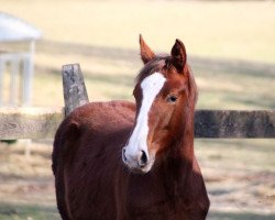 jumper Cheeky Candina (German Warmblood, 2021, from Candinas)