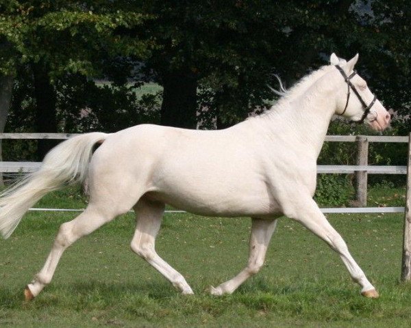stallion Hopihe (Hungarian Warmblood, 2002, from Surdut Netovabb)