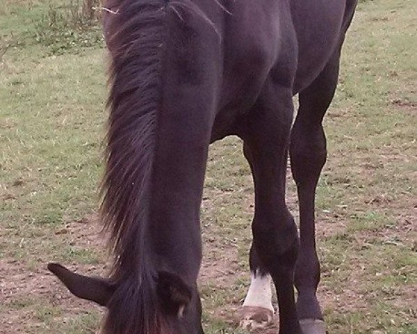 dressage horse Rocosi Royal (Westphalian, 2013, from Rock Forever NRW)