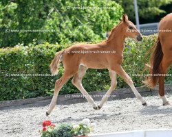 Pferd Don Romeo H (Deutsches Sportpferd, 2019, von Don Royal)