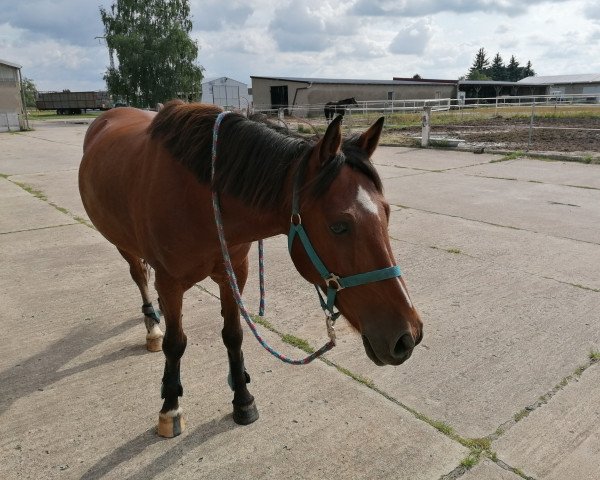 dressage horse Mr. Magic (unknown, 2014)