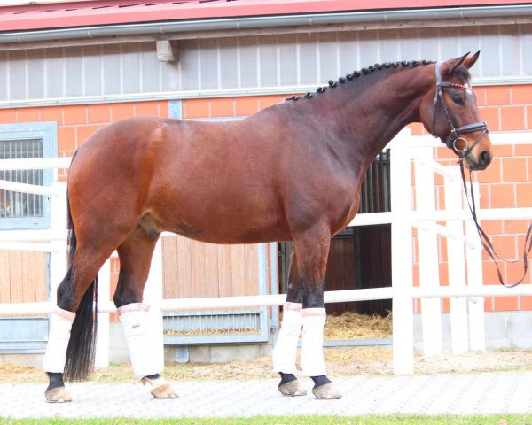 Dressurpferd Quintoro (Deutsches Sportpferd, 2017, von DSP QUINDALE)