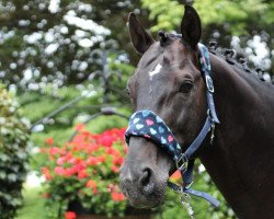 dressage horse Dalmaro 5 (German Sport Horse, 2008, from Darc Rouge)