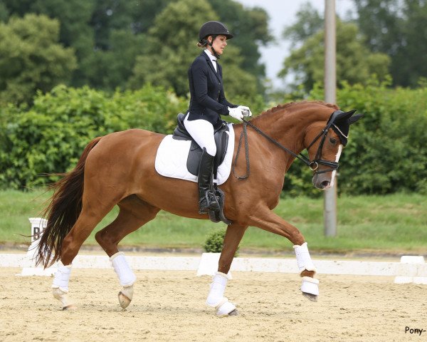 dressage horse Summer Flash R (Westphalian, 2017, from Sir Heinrich OLD)