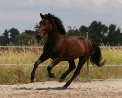 Pferd Roki (Schlesier, 2014, von Rum)